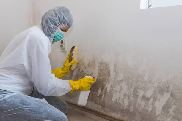 Best Emergency Mold Removal  in North Port, FL
