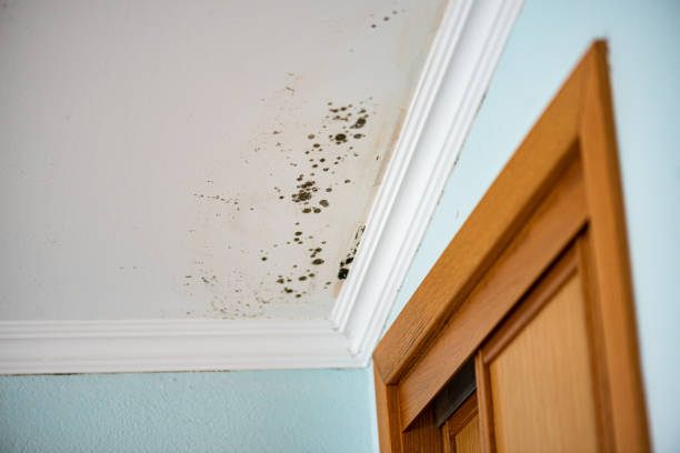 Best Crawl Space Mold Removal  in North Port, FL