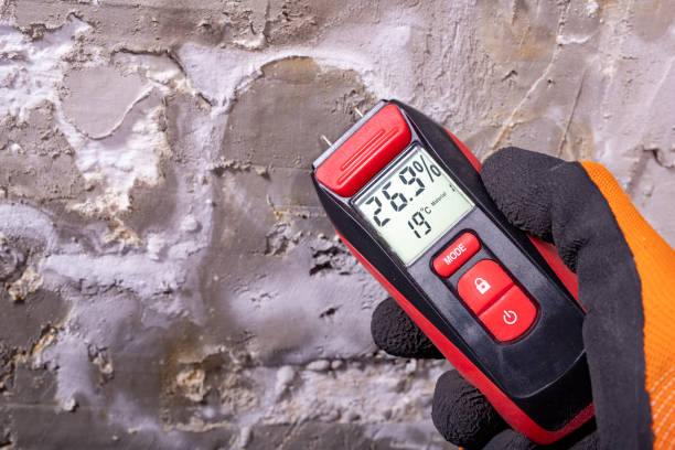 Best Fast Mold Removal  in North Port, FL