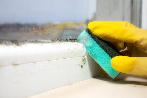Best Commercial Mold Removal  in North Port, FL