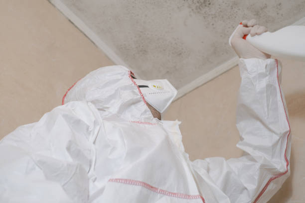 Best Mold Damage Repair  in North Port, FL