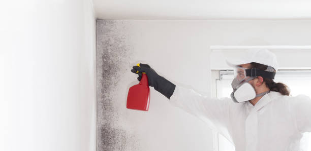 Best Black Mold Removal  in North Port, FL