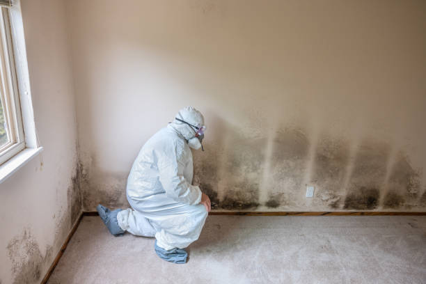 Best Emergency Mold Removal  in North Port, FL