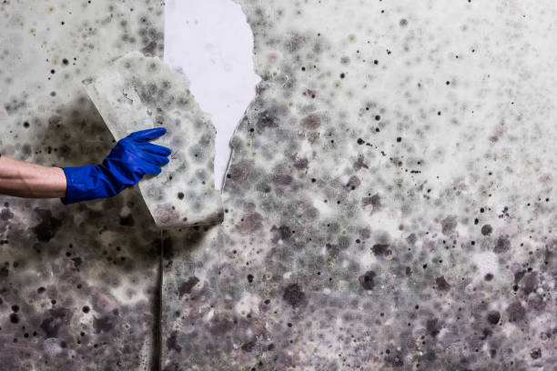 Best Attic Mold Removal  in North Port, FL